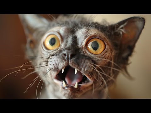 10 of the Strangest Cats in the World | Unique and Unusual Cat Breeds