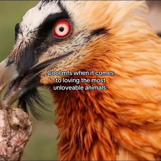 The Unloved Animals: Hyenas & Vultures