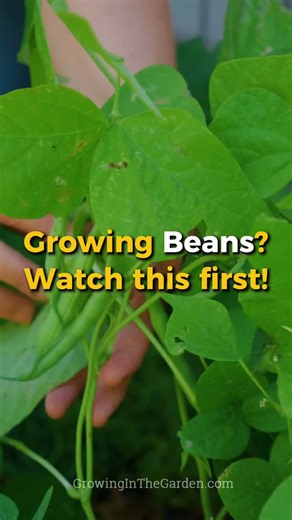 Thinking about growing beans? This reel gives you the basics, but I’ve got a new video on YouTube with everything you need to know. Comment watch it and I’ll send you the link! #BeanGrowing101 #GrowBeans #GardenTips #VegetableGardening #GardeningReels #DesertGardening #GrowYourOwnFood https://youtu.be/VQp_3M8WxEs | Growing in the Garden