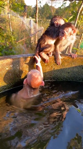 BABY PLAY IN POOL GET UP PLS | Newborn Monkey Tzy1