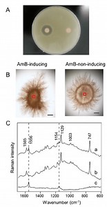 Streptomyces nodosus - Alchetron, The Free Social Encyclopedia