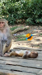 245K views · 2.9K reactions | The baby monkey is so funny!! . . . . . . . . . . . #LaughWithAnimals #babymonkey #Monkeyvideos #Monkeyfunny | Laugh with Animals | Facebook