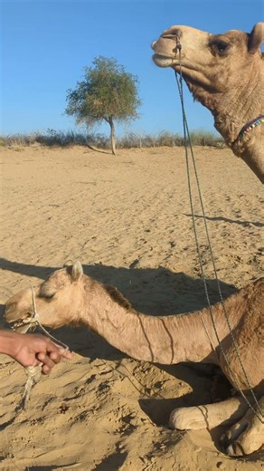 Unt & Untni’s Secret Adventure in the Jungle