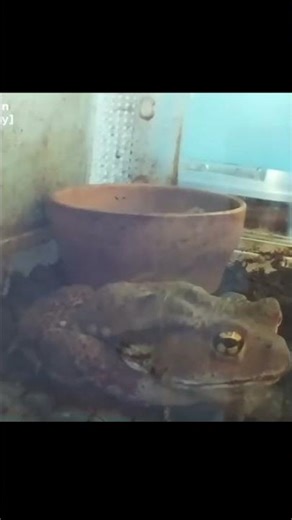 I almost fell into a deep sleep🇯🇵 Bufo japonicus — Real-time Enclosure · West Japan