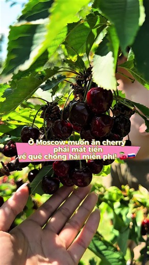 🍒🇷🇺 Ở Moscow muốn ăn cherry thì phải bỏ tiền mua, còn về quê nội Nga, cả nhà mình chỉ cần bước ra vườn là có thể hái ăn thoải mái mà không mất đồng nào! 🥹❤️ Mùa hè về thăm ông bà nội ở Belgorod, khu vườn lúc nào cũng có đủ loại hoa quả. Cherry chín đỏ, tươi ngon, chỉ cần đưa tay lên hái là có thể ăn ngay tại vườn. 🍒🌿 Nhìn hai bạn nhỏ tự tay hái cherry rồi ăn ngon lành, mình thấy những khoảnh khắc bình dị như thế này thật sự rất đáng nhớ. ❤️ 👉 Mọi người thích cherry mua ở thành phố hay che