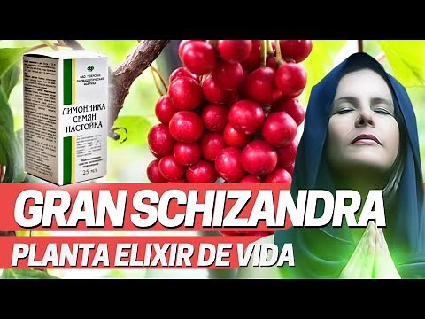 USOS MEDICINALES DE LA SCHISANDRA CHINENSIS, planta medicina tradicional china y Elixir Juventud.