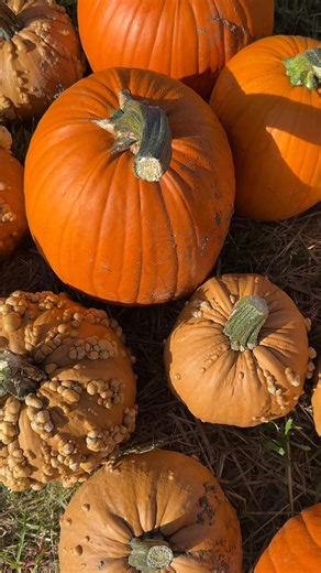 1.2K views · 17 reactions | Your ultimate fall cheat sheet for around Ithaca From scenic views to cider sips, here's how to make the most of the season before the last leaf falls! Save this video and tag someone you want to bring along! | Visit Ithaca | Facebook