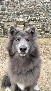 32K views · 2.4K reactions | You’ll find me where spirits sleep  My Blue Wolf #bluewolf #bluewolfdog #wolf #wolves #mysticalcreatures #castle | My Blue Wolf | Facebook