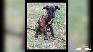 1K views · 68 reactions | Tate is a 15 week old puppy! He is a recent owner surrender, with ALOT of love to give. Tates mother is a coonhound/belgian malinois mix and his father is a belgian malinois. He does great with kids and has that fun puppy energy! OH MAN..... just look at that adorable face. Please SHARE and help this adorable little man find his forever home! Start by filling out an application at www.savingpawsrescueaz.org | Saving Paws Rescue | Facebook