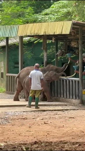 Tiny Trunk, Big Drama 🐘😂 🇱🇰 #travel #roamfree #viral #shorts #srilanka