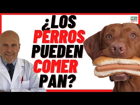 🟠 CAN DOGS EAT BREAD? 🟠 🍞 🥖 Is Bread Good or Bad for Dogs