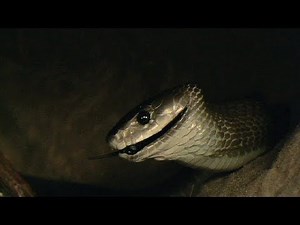 Black Mamba hunting Rodents 03, deadly venomous snake