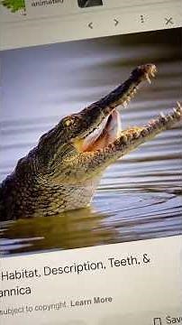 The Wiggles The Crocodile Hunter Song