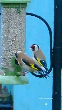 The Goldfinches morning feed.