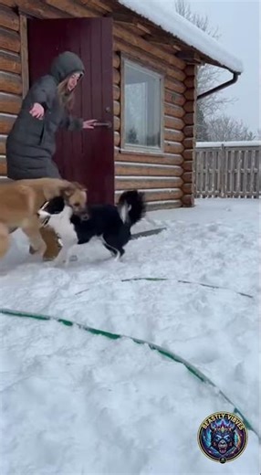 Excited Dogs Greet Owner in the Snow