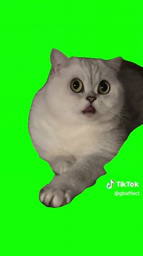 Peking Opera Performance by Cats: A Singing Sensation