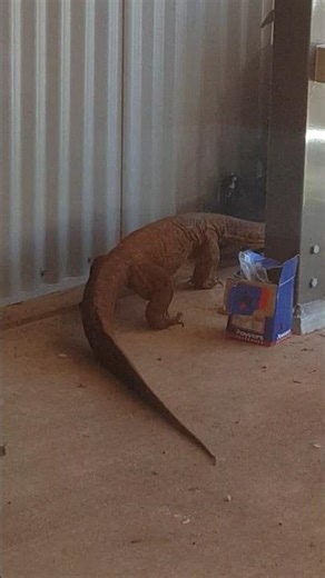 Massive Lizard In Australia Appears Out of Nowhere #shocking #shorts #lizard #like