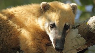 Wild Brazil: The Land of Fire and Blood: Enduring the Drought | BBC Documentaries