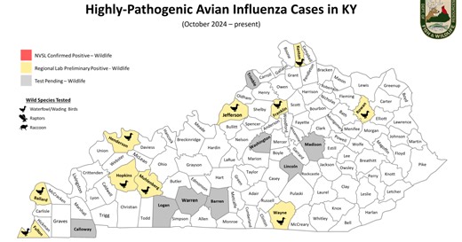 Bird flu reported in 10 KY counties, several more counties awaiting test results