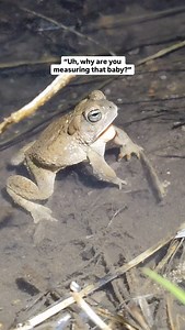 108K views · 34K reactions | No toads were harmed in the making of...