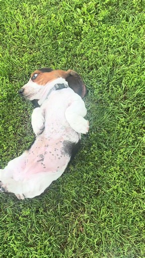 bensonbassetfarm on TikTok