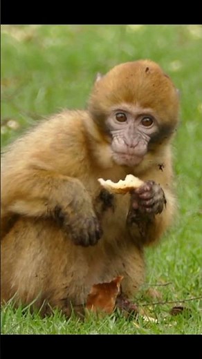 What Do Monkeys Usually Eat? Discover Their Favorite Foods 🐒