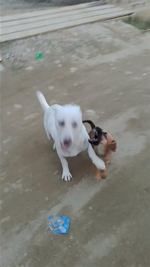 Mr worter and miss Rini Dakpe from Itanagar Arunachal Pradesh ❤️❤️🎉🎉