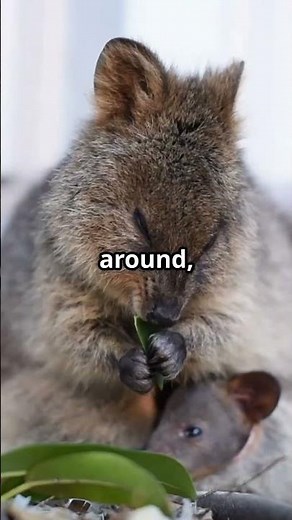 Why Quokkas Are Always Smiling!