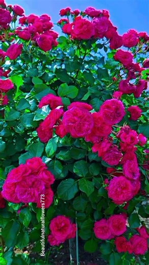 Top Viral Spring Roses 🌹✨ Relaxing & Satisfying!"