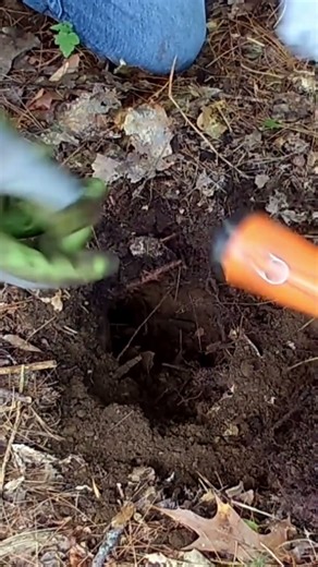 Short #174 - Indian, Metal detecting with the Nokta Makro Simplex. #metaldetecting