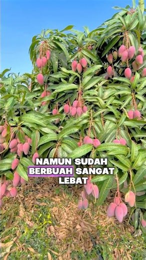 Perkebunan buah mangga dalam skala besar di negara China yang sangat menakjubkan