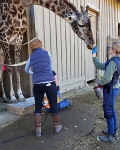 A guest and staff favorite here, Jamala is our oldest giraffe. Like humans, giraffes can experience some wear and tear with old age! In this video, our vet Dr. Emily and animal collections manager Nikki take x-rays of Jamala’s feet, while our giraffe caregiver Ellie distracts her with lots of tasty treats. These x-rays are extremely helpful in showing how much we can trim Jamala’s hooves and the amount of arthritis she is experiencing. Knowledge like this helps us to make treatment decisions, an