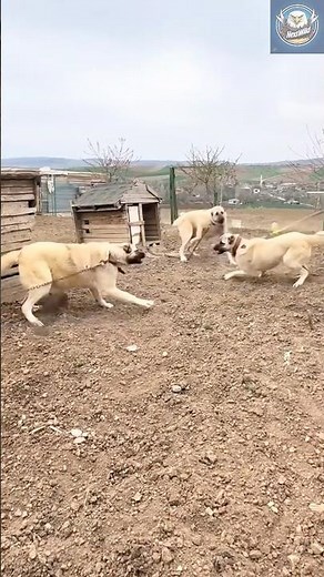 Kangal Fight – Unmatched Power in Real Guardian Combat