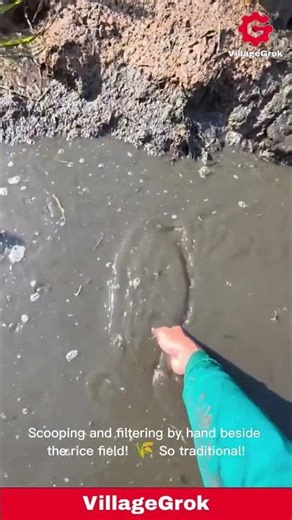 Catching Shrimp in a Rice Paddy: Traditional Farming Techniques