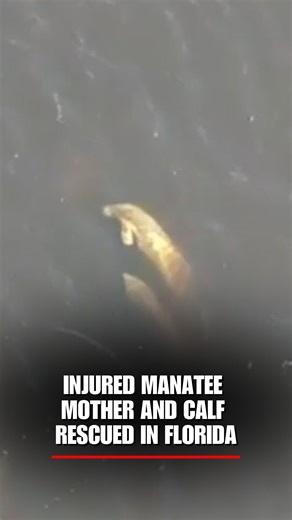 RIVER RESCUE: An injured manatee mother and her calf were rescued from Florida’s Orange River, with crews using drones to track the pair and guide wildlife officials to them. Both were safely transported to the Tampa Zoo for treatment and care. | Fox News