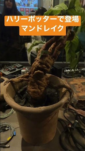 Mandrake in Harry Potter #shorts