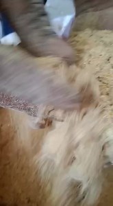 3.6K views · 74 reactions | ##Vira Foods and Feeds J & k 8491008683....