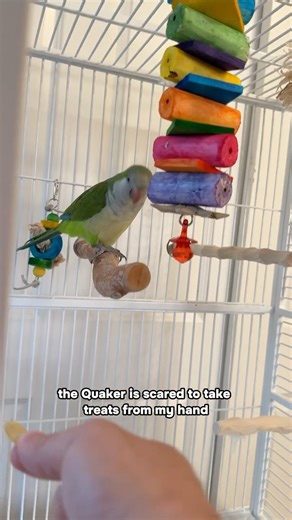 Getting Quaker Comfortable Taking Treats Through Open Cage Door