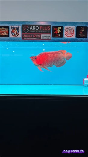 🐉 This Super Red Arowana Has a Very Unusual Face | ACT #2 Arowana Contest Thailand 2026 😮