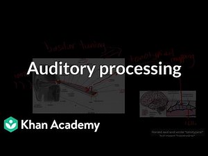 Auditory processing | Science | Khan Academy (IN accent)