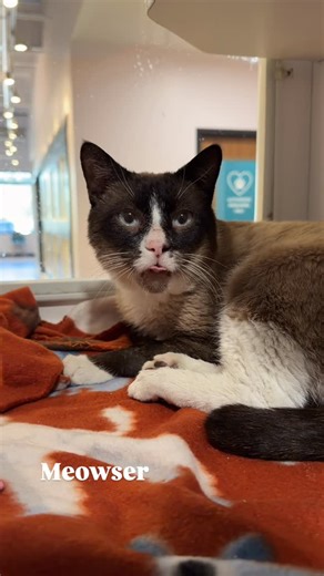 Athens Area Humane Society | With all this talk of ice and snow, we thought it was the perfect time to introduce you to our three in-house snowshoe kitties. First up is... | Instagram