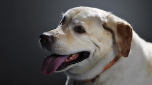 177K views · 4.7K reactions | Meet the Underdogs! Today, for National #MakeADogsDay, I partnered with Subaru of America, Inc. to highlight these last to be adopted shelter dogs and raise awareness for all pups looking for loving homes. Visit Subaru.com/makeadogsday to adopt a shelter dog or use #MakeADogsDay to share images of what you are doing special for your dog! ​#ad | Alexandra Daddario | Facebook