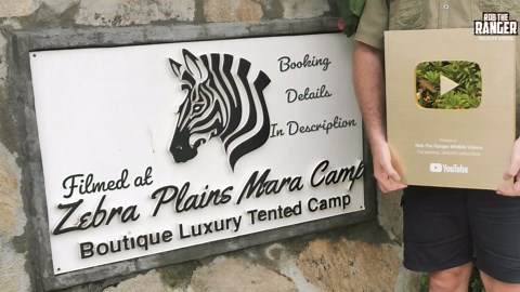 Cheetah Cubs Begin Day with Coordinated Moves