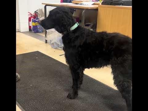 Oakley the dog, sings for the @BBC