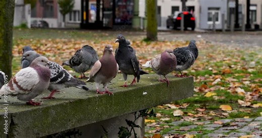 Multiple pigeons suddenly flying up from an old stone bench in a city park in Antwerp during autumn. Urban wildlife reacting to movement in a peaceful public space, captured in natural daylight.