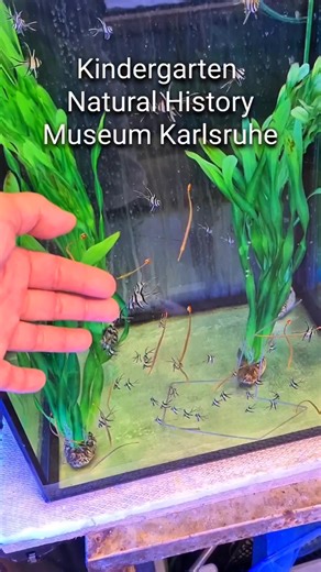 Captive bred Banded Sulu Sea Pipefish & Banggai Cardinalfish 🐟🐠 Bred in the Natural History Museum in Karlsruhe (Germany) Naturkundemuseum Karlsruhe #captivebred #marineaquarium #ocean #corals #reefbuilders #aquariums #reefaddict #reefscaping #reeftank #sea #pipefish #cardinalfish #reefer #reefaquarium #marinefish #marinebiology | Oliver Knott