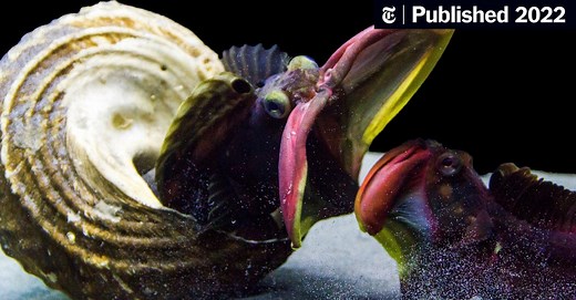 When Sarcastic Fringeheads Open Their Mouths, Watch Out