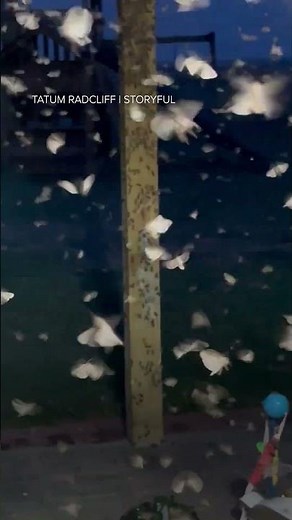 Woman wakes up to moth on her face, finds massive swarm engulfing home