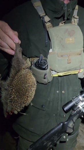 Possum Shooting In New Zealand #shooting