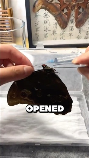 What’s Actually Inside a Dead Butterfly ?! 🦋✨